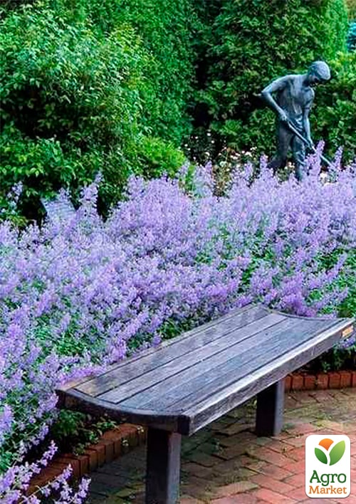 Котовник "Laguna Blue"(Nebula Fassen) - фото 5