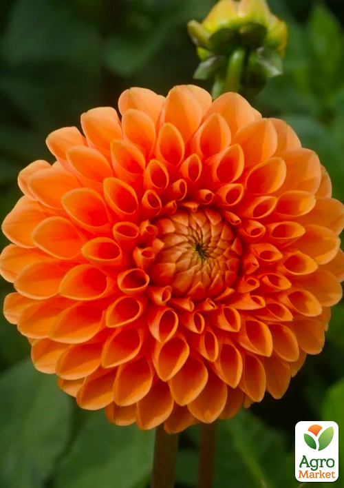 Жоржина "Souvenir Dete" 