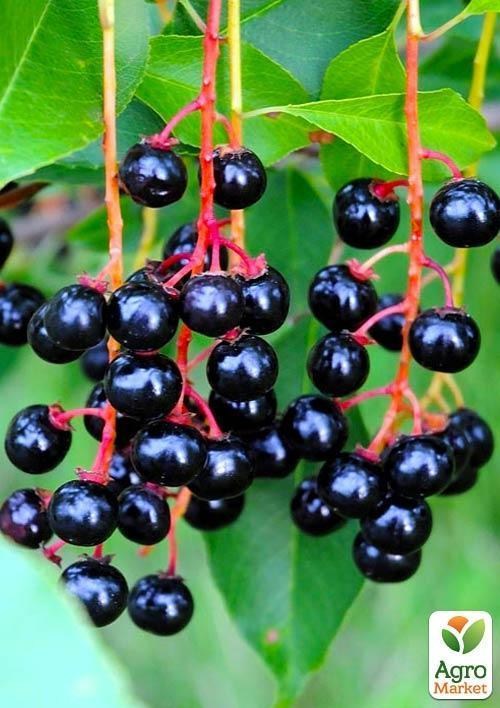 Черемуха "Обыкновенная" (ранний срок созревания) высота 50-100см - фото 2