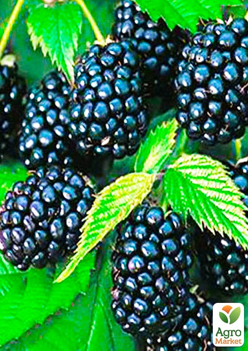 Ежевика поздняя "Лох Несс" (Loch Ness)