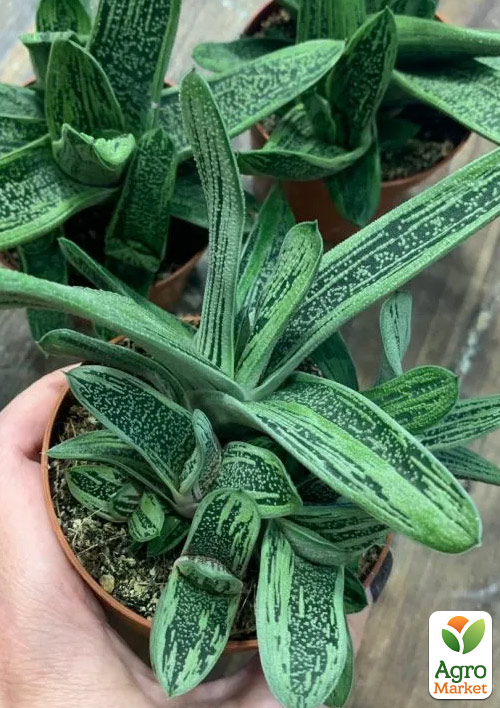 LMTD Гастерия "Little Warty" высота растения 15-25см - фото 7