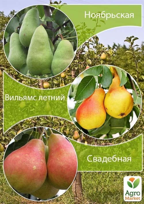 Дерево-сад Груша "Листопадня+Вільямс Літній+Весільна"