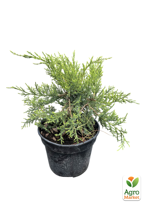 Можжевельник виргинский "Grey Owl" С3, высота 30-40см - фото 2
