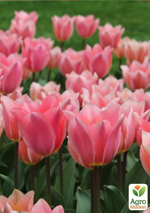 Тюльпан "Albert Heijn" (розмір 11/12, великий) 3шт в упаковці