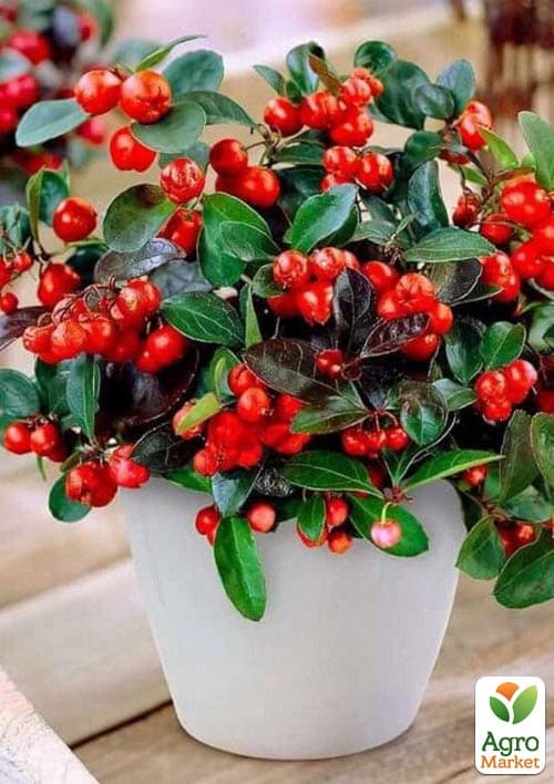 LMTD Гаультерия "Big Berry" с плодами (высота 15-25см) - фото 5