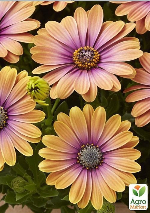 Остеоспермум "Pink Eyed Beauty" (контейнер № 10, высота 10-20 см) - фото 2