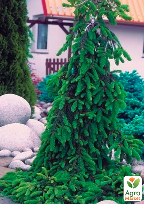 Пихта Вича "Pendula" (ком/сетка) высота 160-180 см