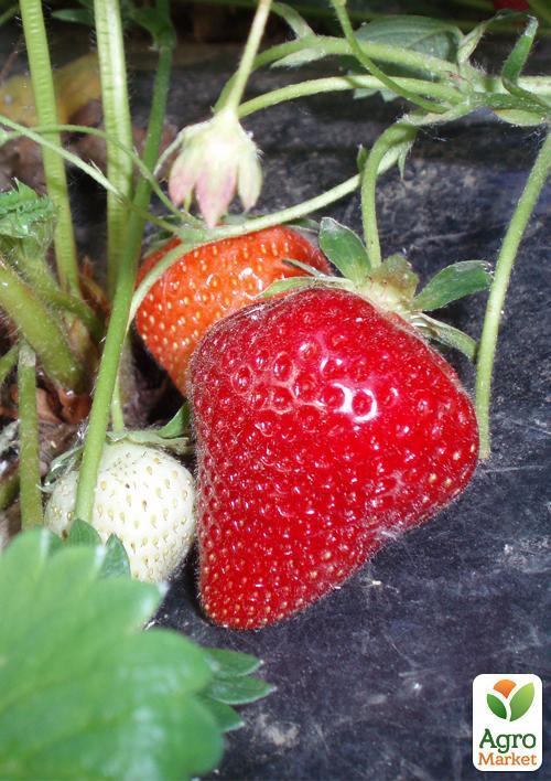 Ексклюзив! Полуниця яскраво-червона "Місіс Віллоу" (Mrs. Willow) (преміальний ремонтантний сорт, італійська селекція) - фото 7
