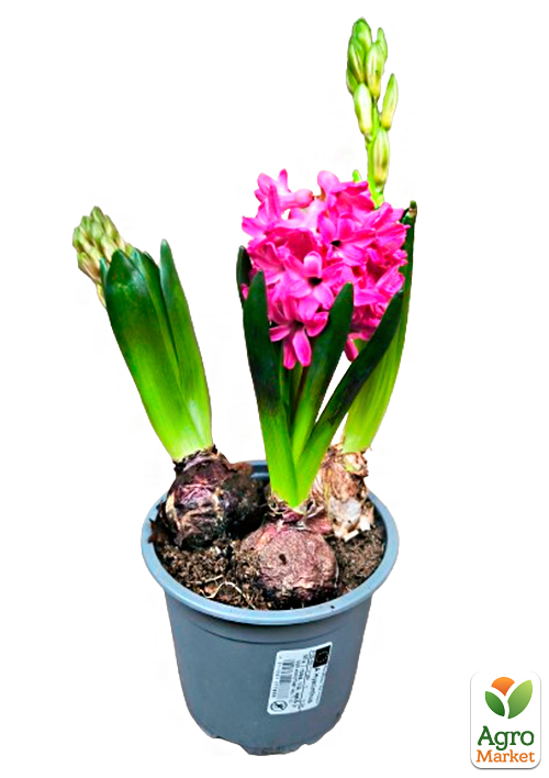 Гіацинт "Tricolor" - фото 5