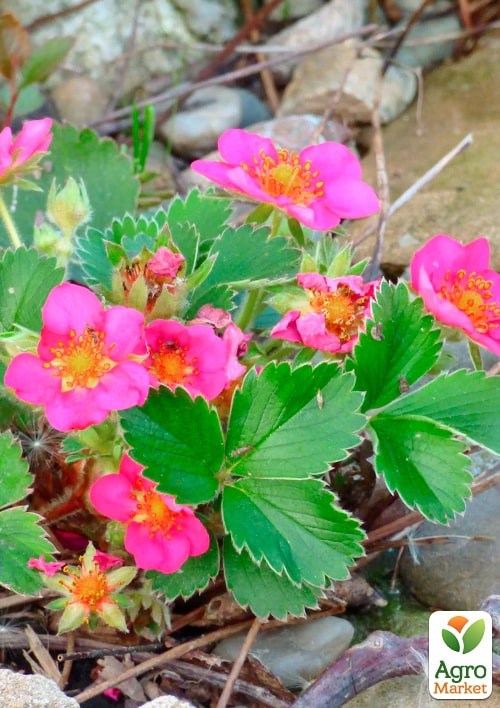 Клубника Ампельная "Розовая Панда" (Pink Panda) - фото 2