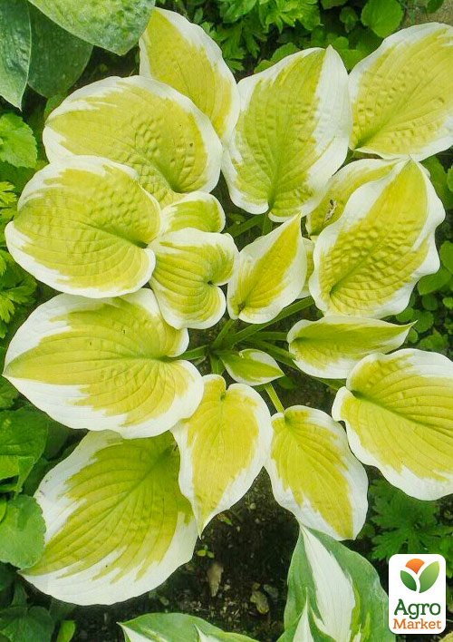 Хоста "Delta Dawn"