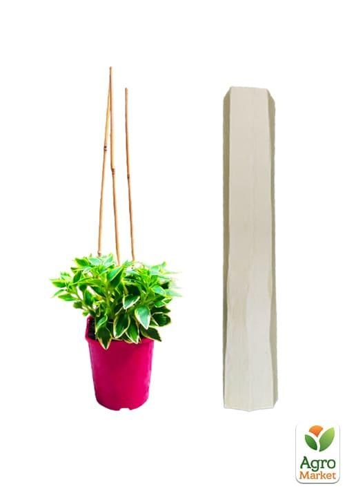 Альстромерия (перуанская лилия) "River Valley" С2 высота 30-60см - фото 4