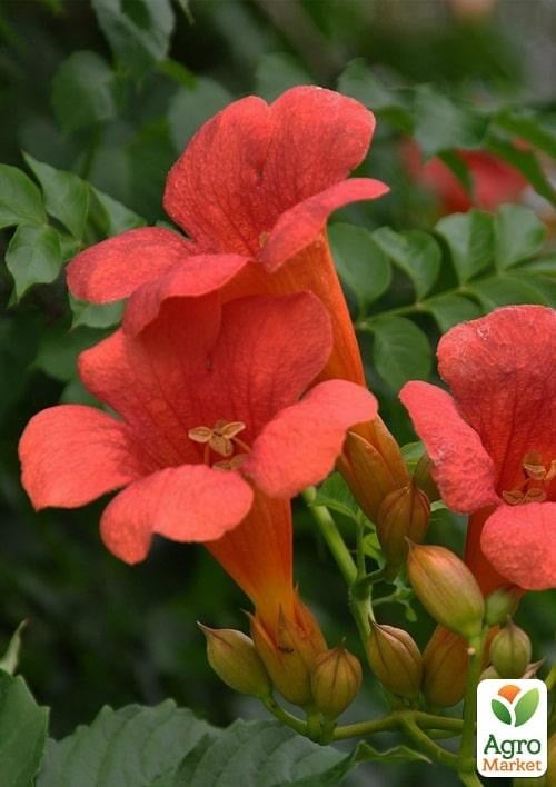 Кампсис красный "Flamenko" - фото 3