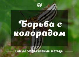 Ефективна боротьба з колорадським жуком - корисні статті про садівництво від Agro-Market
