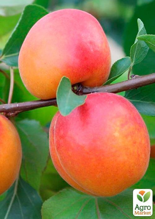 Абрикос "Спринг Блаш" (крупноплодный сорт, ранний срок созревания) - фото 5