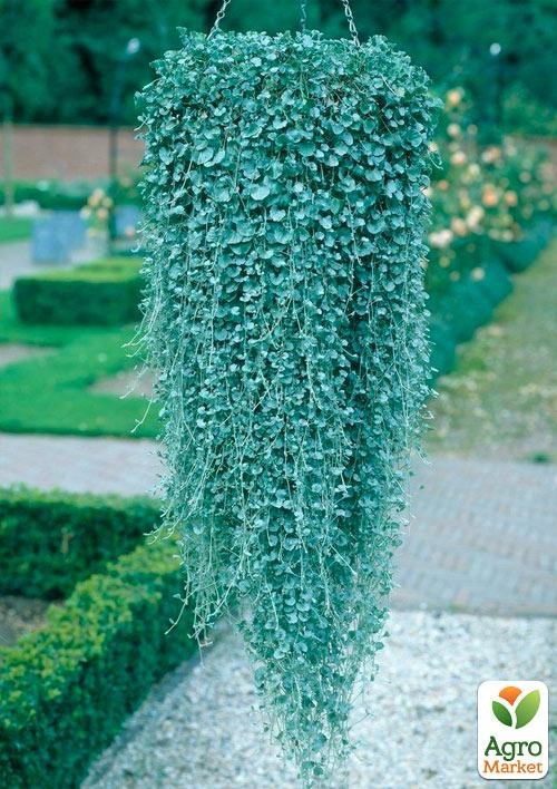 Діхондра "Сріблястий Водоспад" - фото 3