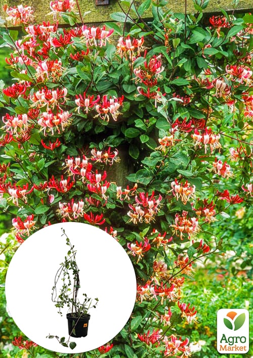 Жимолость "Serotina" (декоративная, плетистая) С2