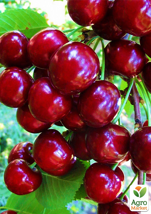 Черешня пирамидальная крупноплодная
