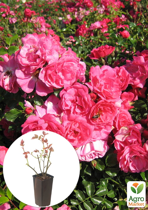 Роза почвопокровная "Хайдетраум" в контейнере, высший сорт