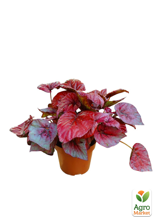 Бегония королевская REX "Inca Flame" 20-30см
