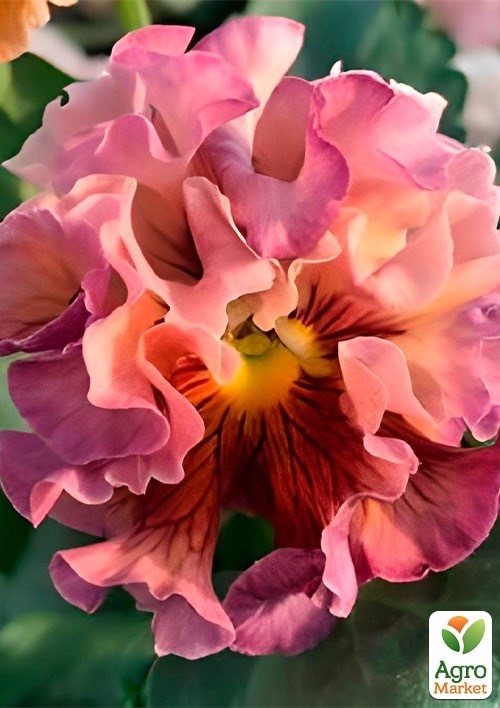 Виола Виттрока "Болеро Фиолетовый закат" ТМ "Vesna Exclusive" 10шт