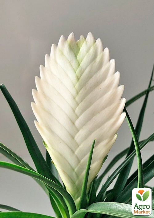 Тилландсия "Biancini" (Tillandsia Cyanea) - фото 8