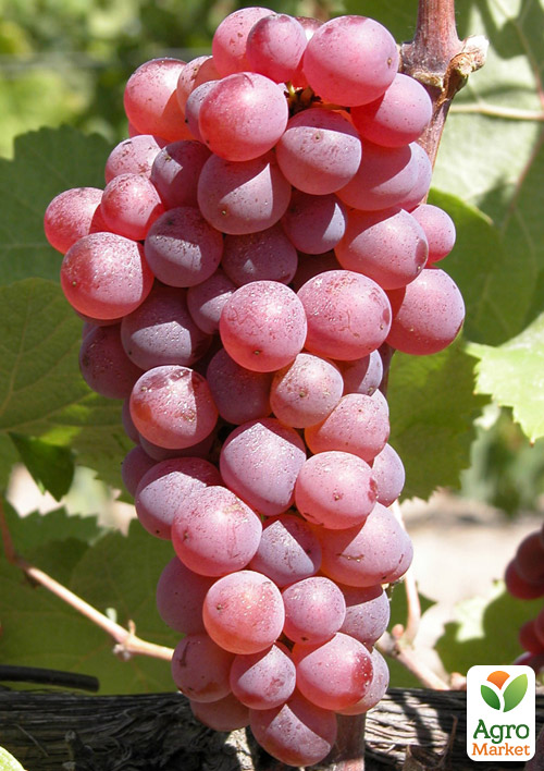 Виноград "Мускат Розовый" (винный сорт, яркий мускат)