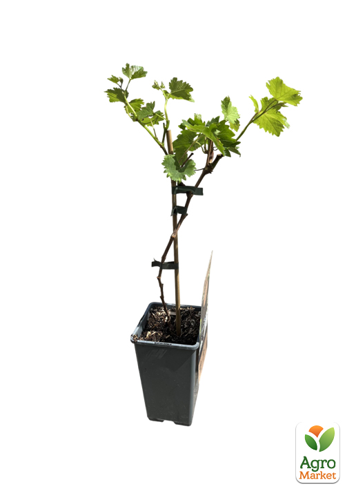 LMTD Виноград "Vanessa" (сортовой, укорененный) - фото 2