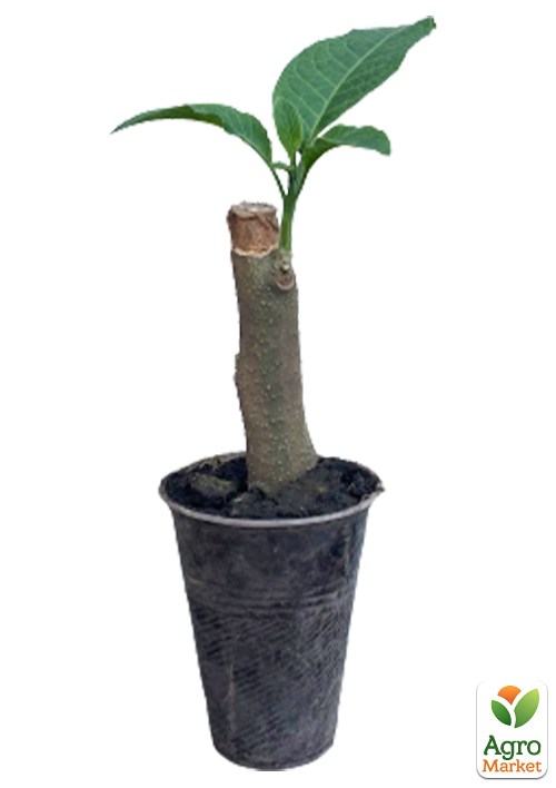 Бругмансія деревоподібна "Pink" - фото 2