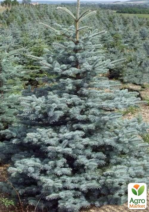 Ель сизая "Kaibab" (от 125 до 150 см)