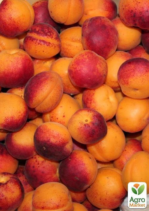Эксклюзив! Абрикос темно-oрaнжeвый "Мечта"(Dream) (канадская селекция, премиальный средне-ранний сорт) - фото 4