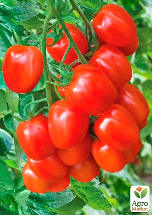Томат "Амулет " ТМ "Весна" 0.2г - фото 2