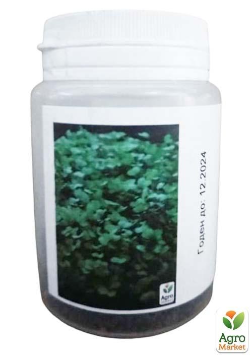 Микрозелень "Базилик Зеленый" (в банке) ТМ "Твоя Зеленая Весна" 7г - фото 2