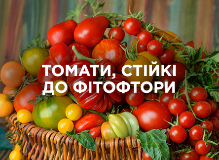 Обираємо томати, які не бояться фітофтори