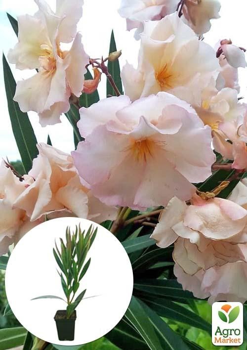 Олеандр махровый "Oasis" (вечнозеленый, душистый кустарник)