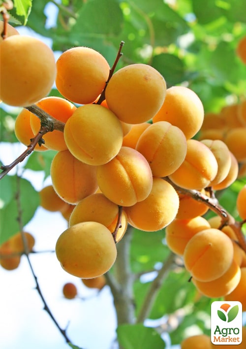 Абрикос "Алеша" (летний сорт, ранний срок созревания) - фото 4