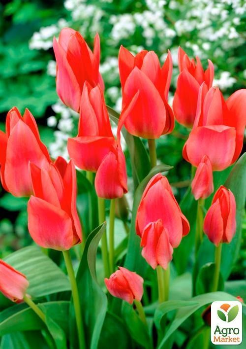 Рідкісний сорт! Тюльпан "Toronto" (розмір 11/12, великий) 3шт в упаковці