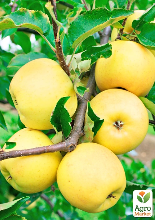 Яблоня "Богемия Голд" (зимний сорт, поздний срок созревания)