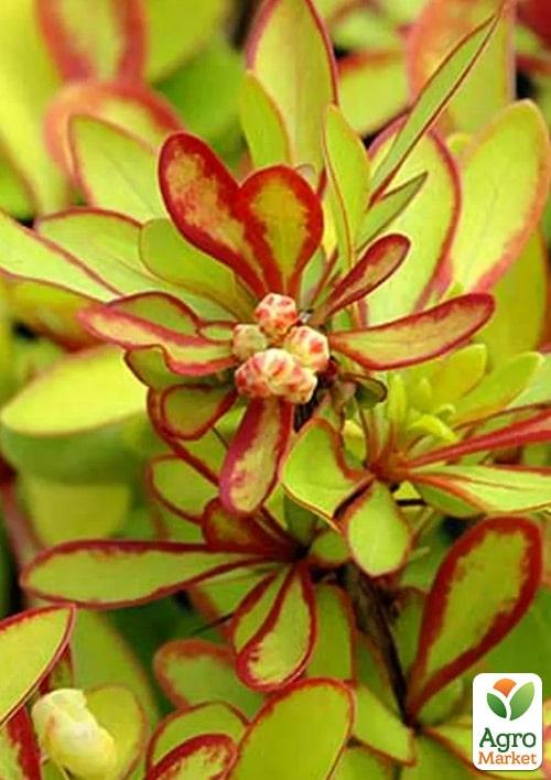 Барбарис Тунберга "Diabolicum"  (контейнер P9)