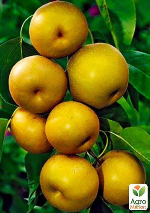 Азіатська груша "Секуї" Ексклюзив