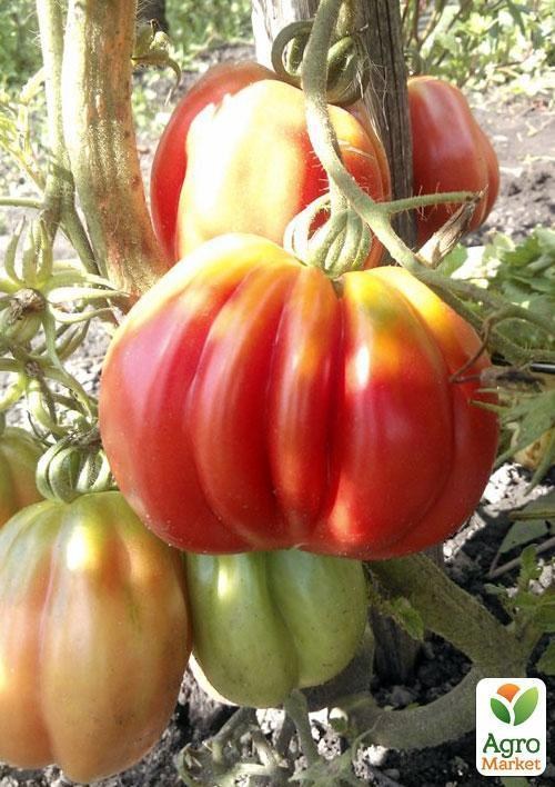 Томат "Етуаль" ТМ "Vesna Select" 15шт