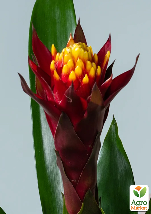 Гузмания "Akabar" высота 50-60см