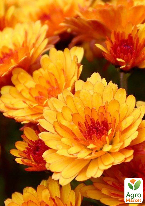 Хризантема мультифлора шарообразная "Milkshake Papaya"  - фото 2