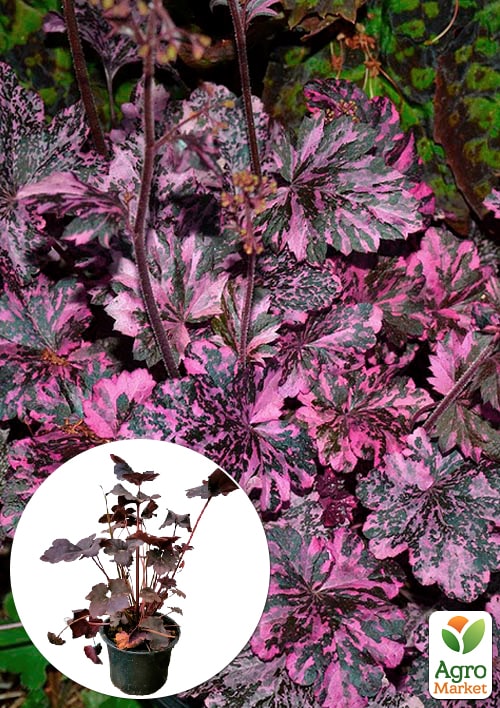 Гейхера (Heuchera) "Midnight Rose" 