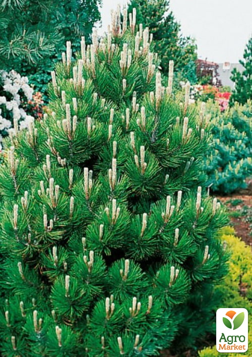Сосна белокорая "Compact Gem" (ком/сетка), высота 80-90см