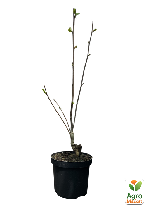 Магнолия 4-х летняя "Sunrise" (высота 80-100см) - фото 2