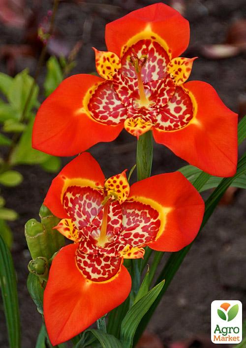 Тігрідія "Червона" 5шт