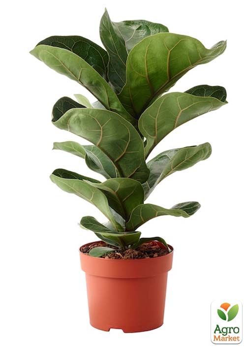 LMTD Фікус Lyrata "Bambino" висота 35-45см - фото 5