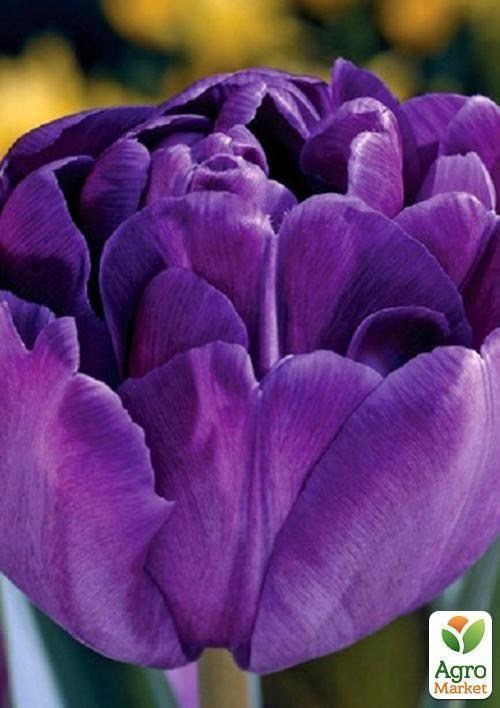 Тюльпан "Double Rose" 1шт в упаковке