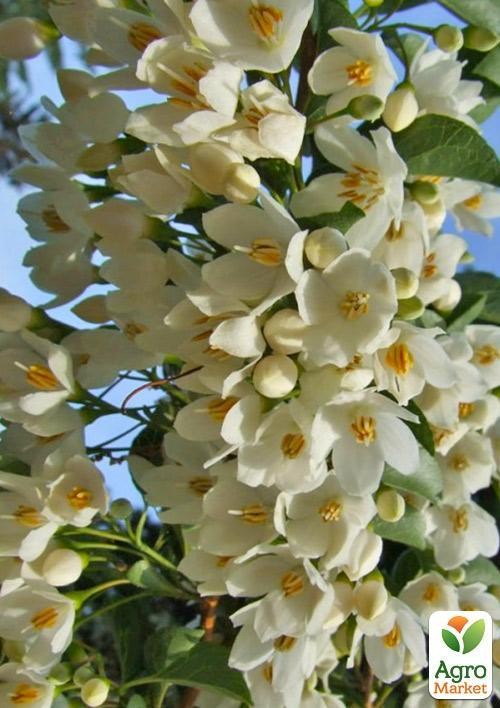 Ландышевое дерево "Halesia" - фото 3